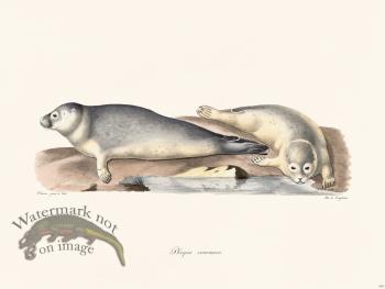 Cuvier 418 Harbor Seal